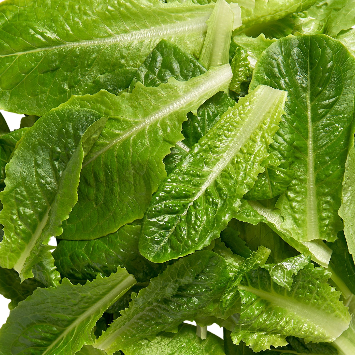 Romaine Lettuce